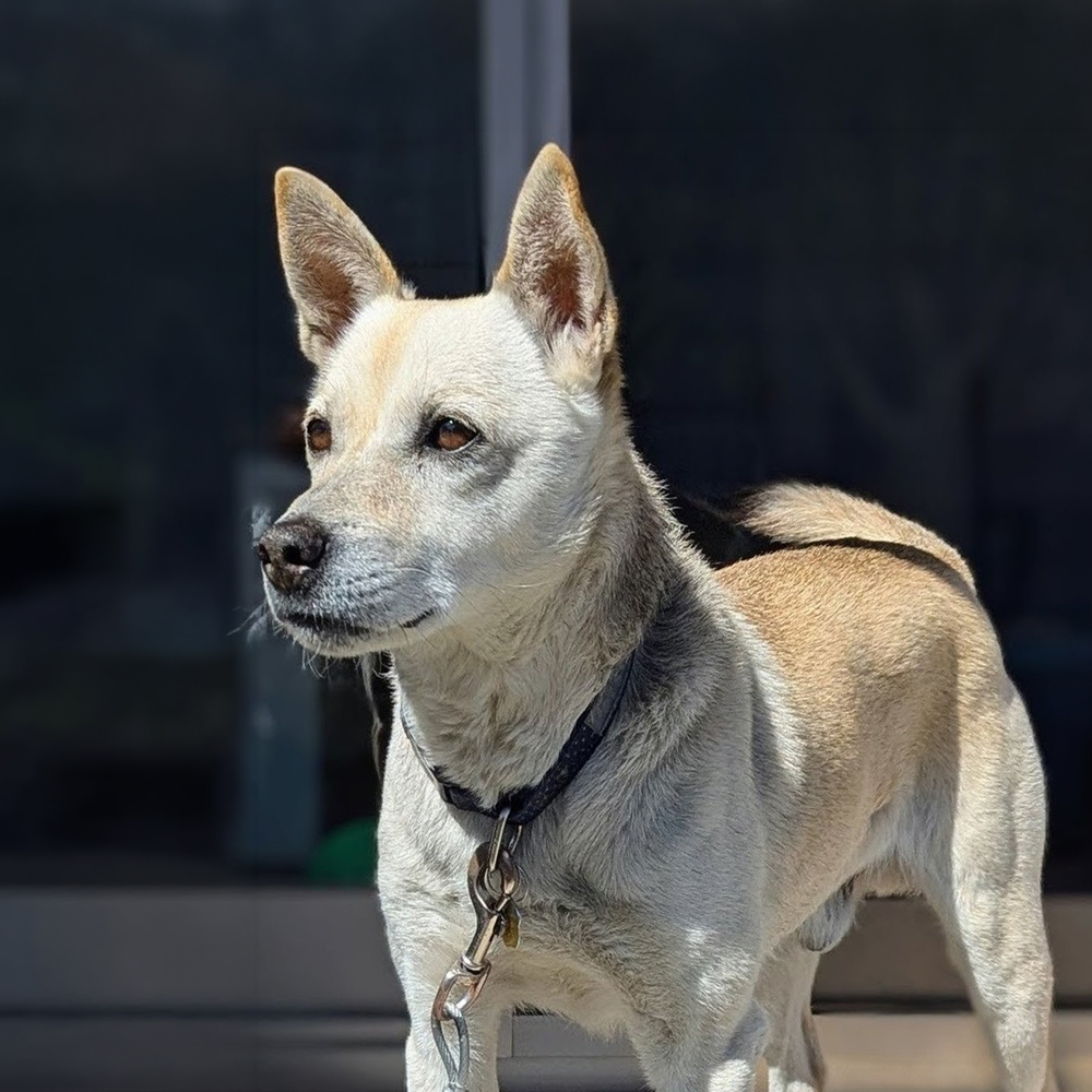 社員犬